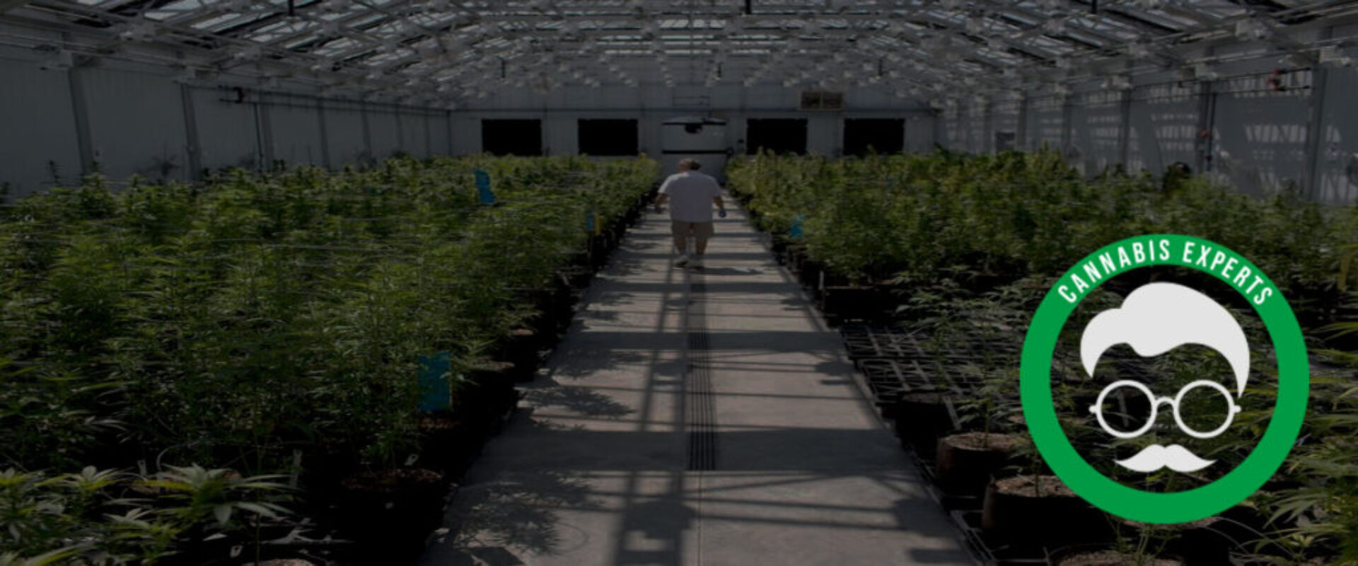 PROVIDING BEST IN CLASS SOLUTIONS FOR THE CANNABIS INDUSTRY AS A CANNABIS SYSTEMS INTEGRATOR